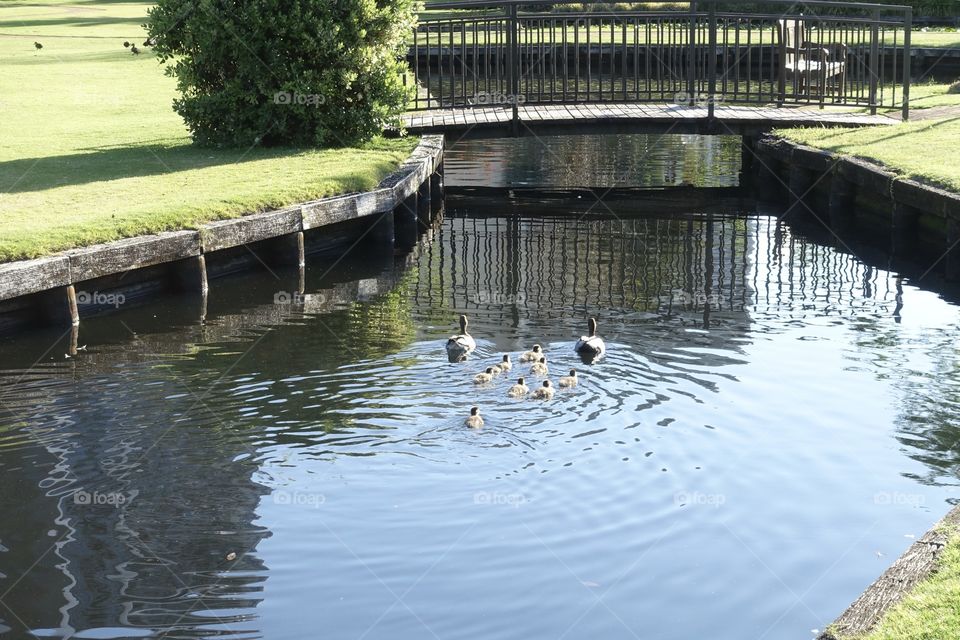 Australian wood duck’s family is on the water in the urban garden.
