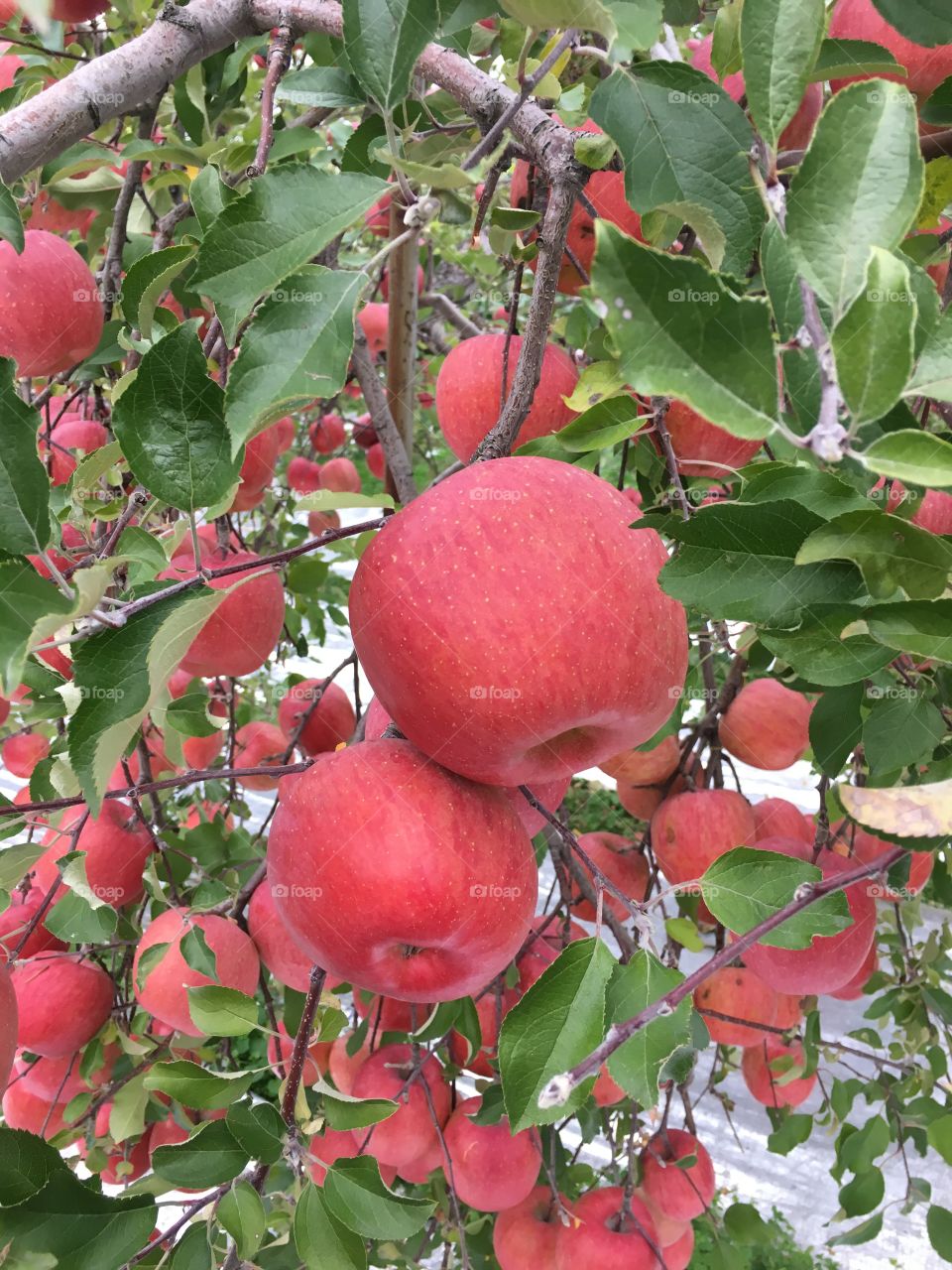 Japanese apples of 1kg each in Yamagata, Japan