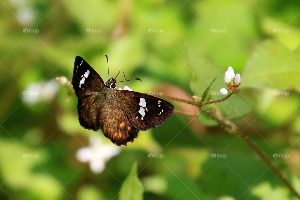 Beautiful and cute butterfly