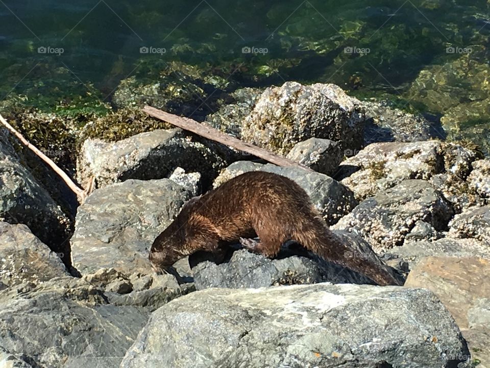 See otter on the rocks