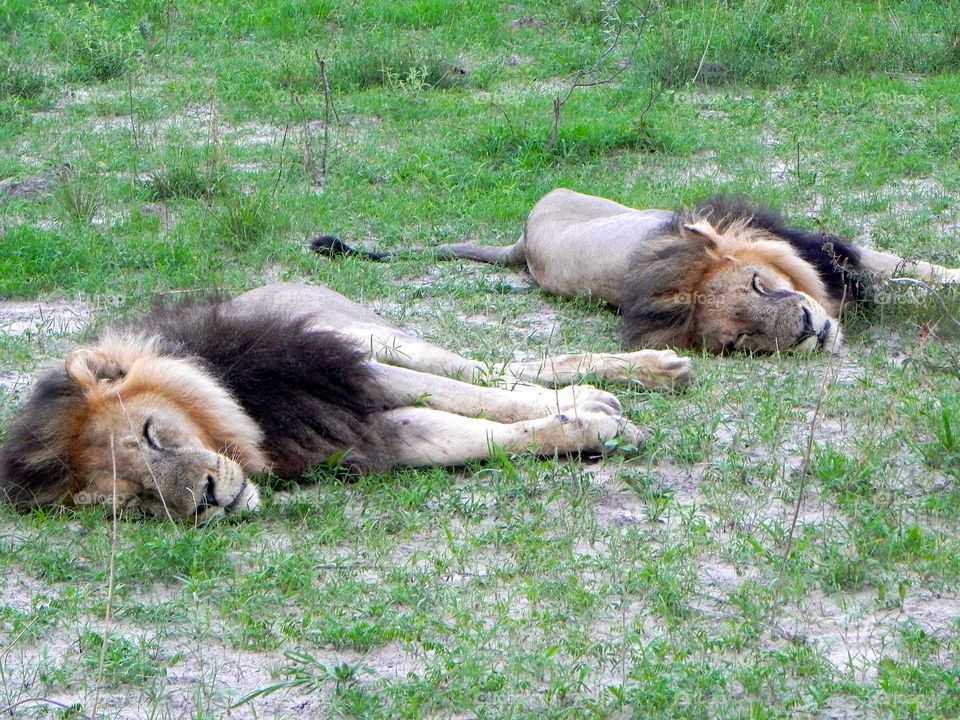 Sleeping lions in Botswana 