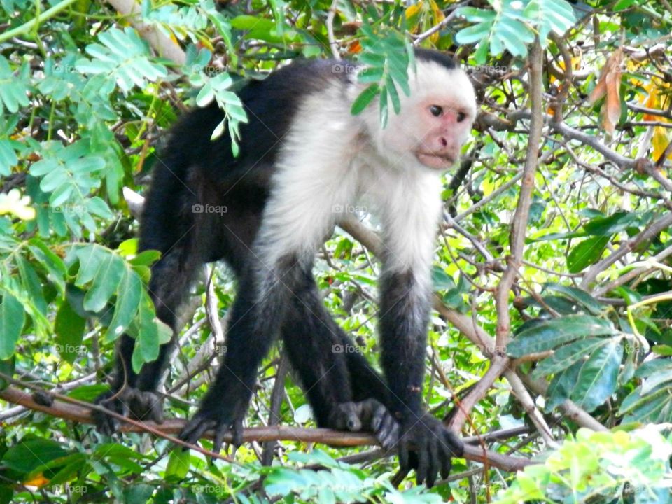 Costa Rican Monkey 
