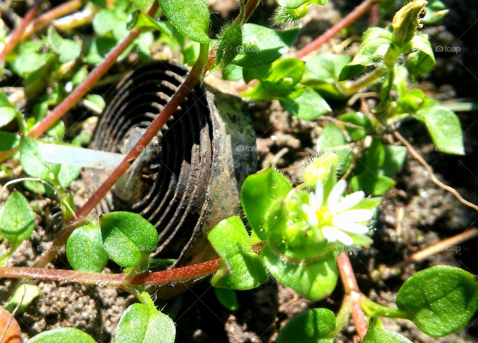 Nature, Leaf, Flora, Food, Garden