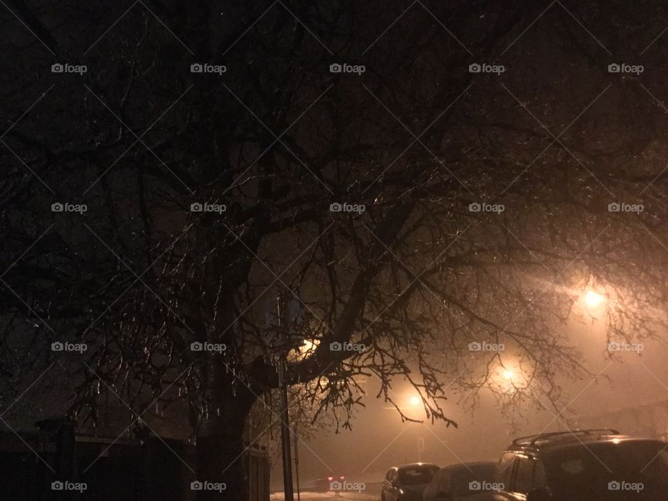 Tree in the Night with the Light Shining Through 