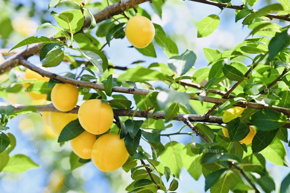 The Shiro plums are ready for harvest during the summer season and it's good for the healthy snacks. 