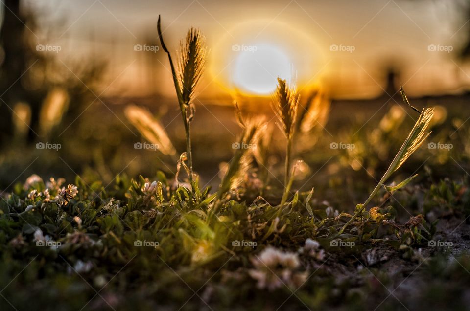 Reed grass growing during sunset