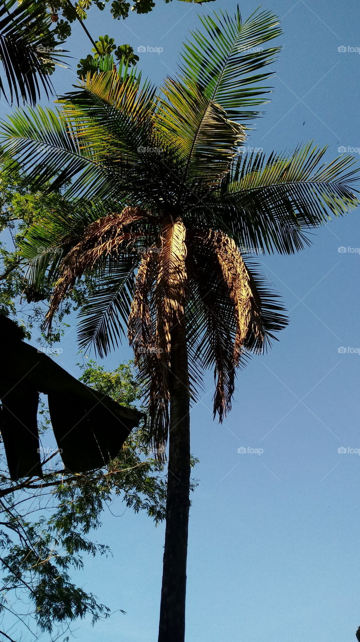 FAMÍLIA DAS PALMEIRAS, PALMITO JUÇARA COMESTÍVEL. PERFEITO CLICK!!!