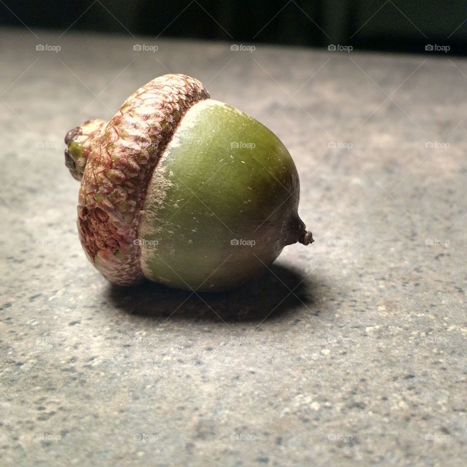 acorn on table. Green acorn on table