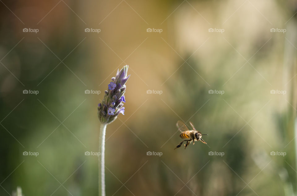 Bee flying near lavender flowers