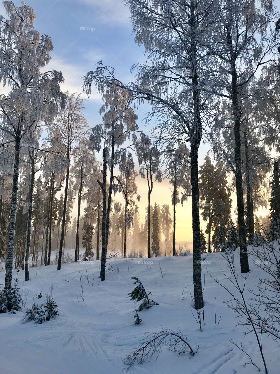 Snowy sunrise