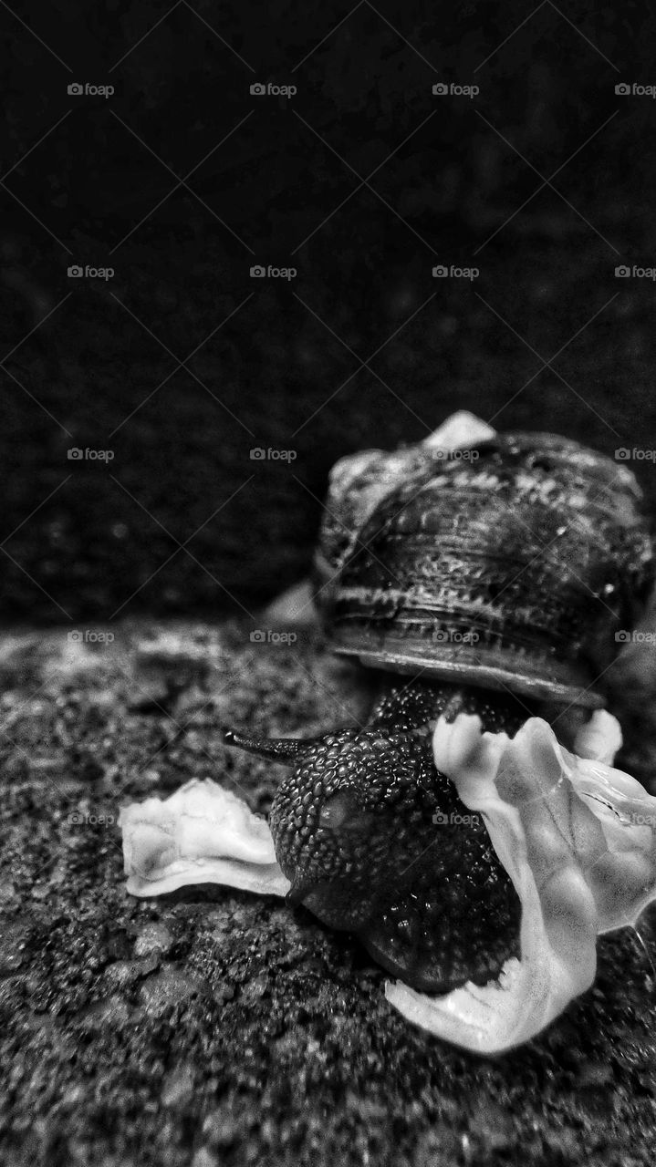 Black and white snail