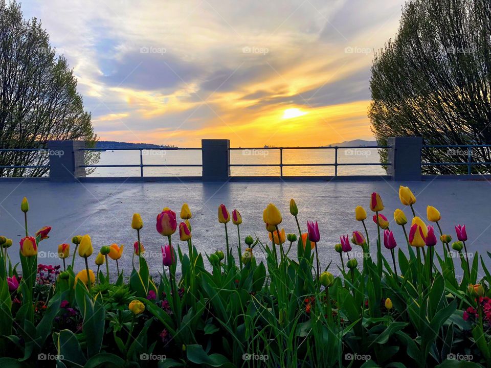 Tulips waiting for the sunset.