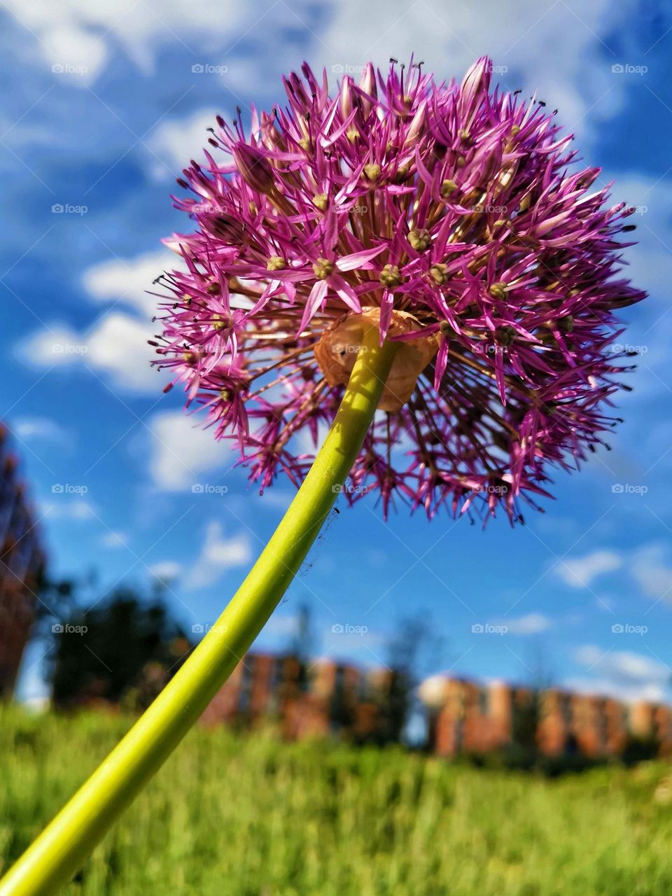 From the ground up shooting. Unusual shooting angle. Beautiful flower portrait. Purple flower and blue sky background.