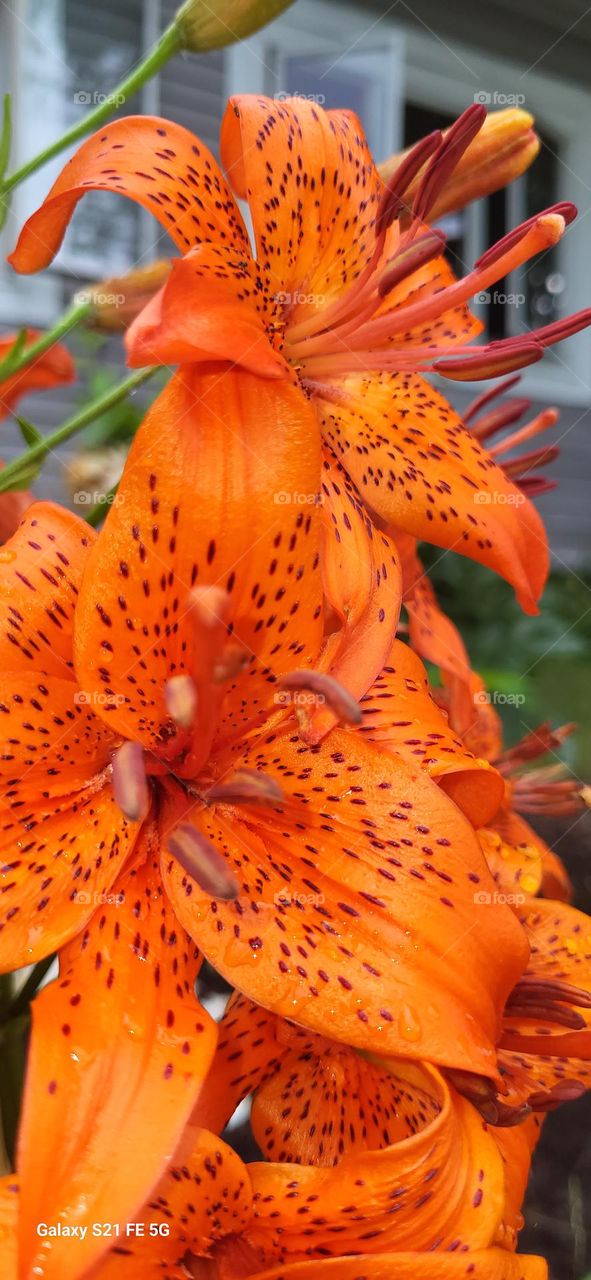 tiger lilies