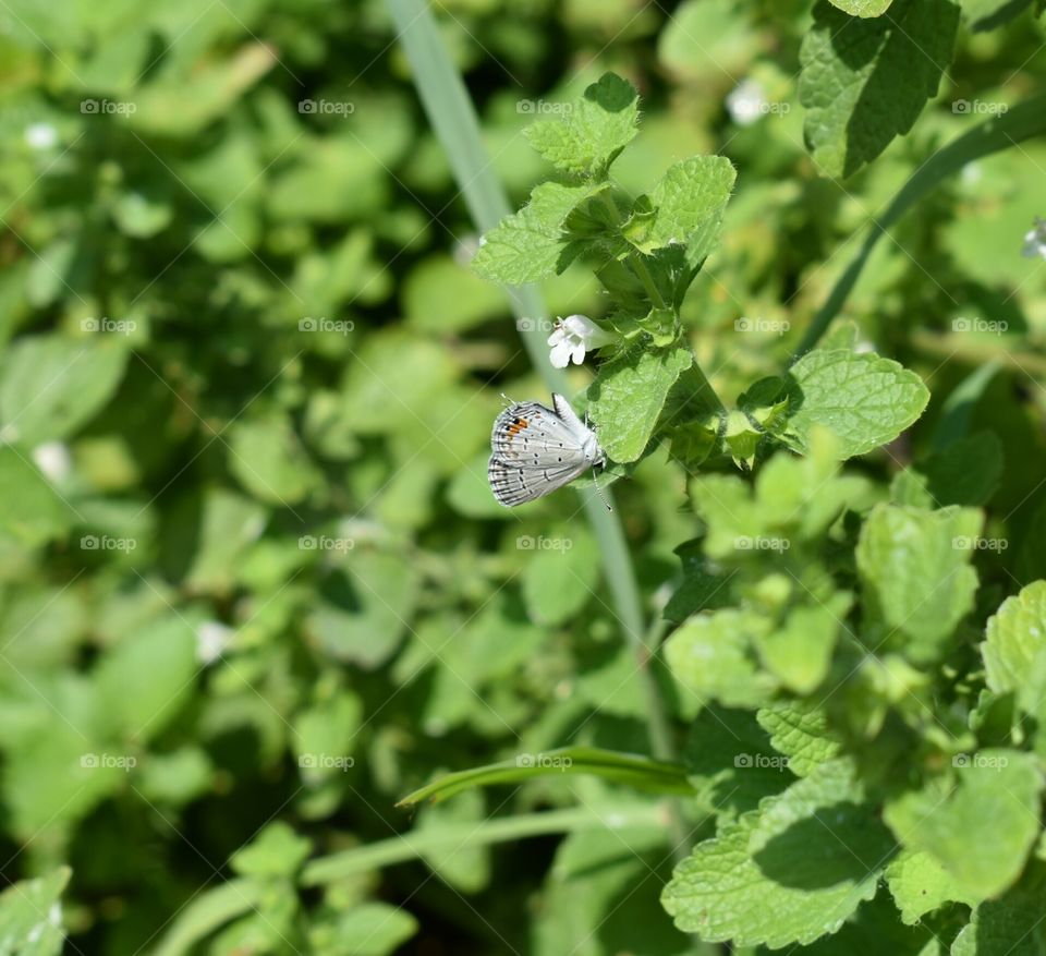A tiny Butterfly on mint