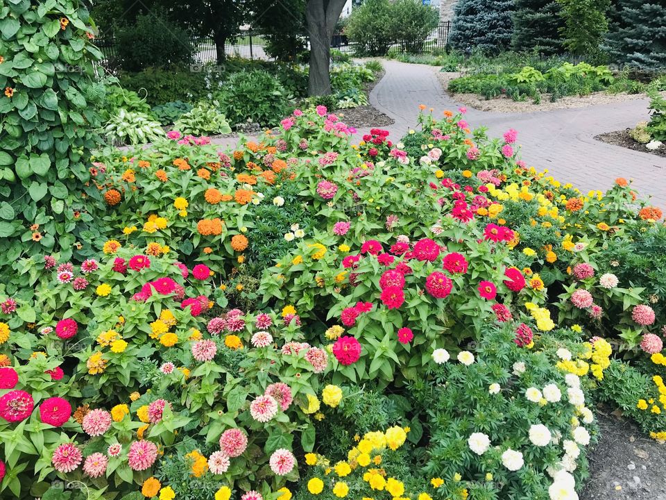 Gorgeous grouping of brightly colored flowers stand out amongst others in garden! 