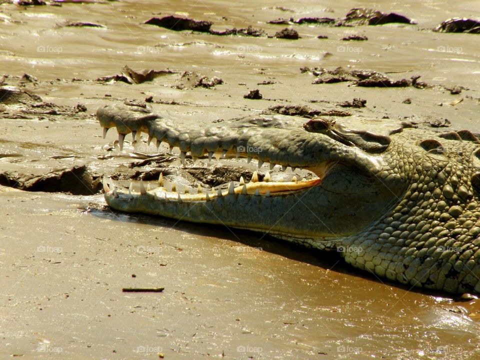 The teeth say it all