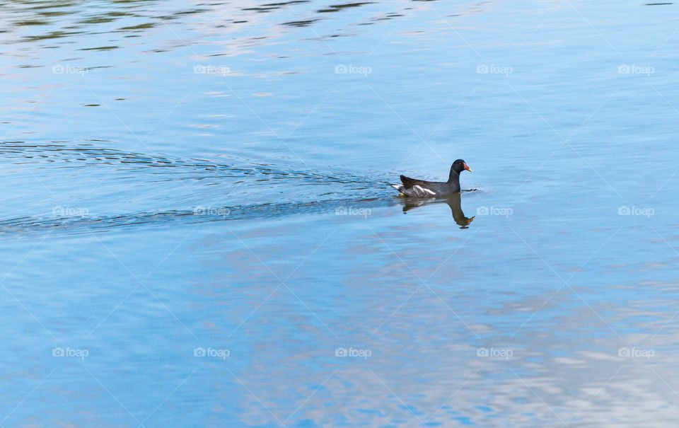 Duck relax