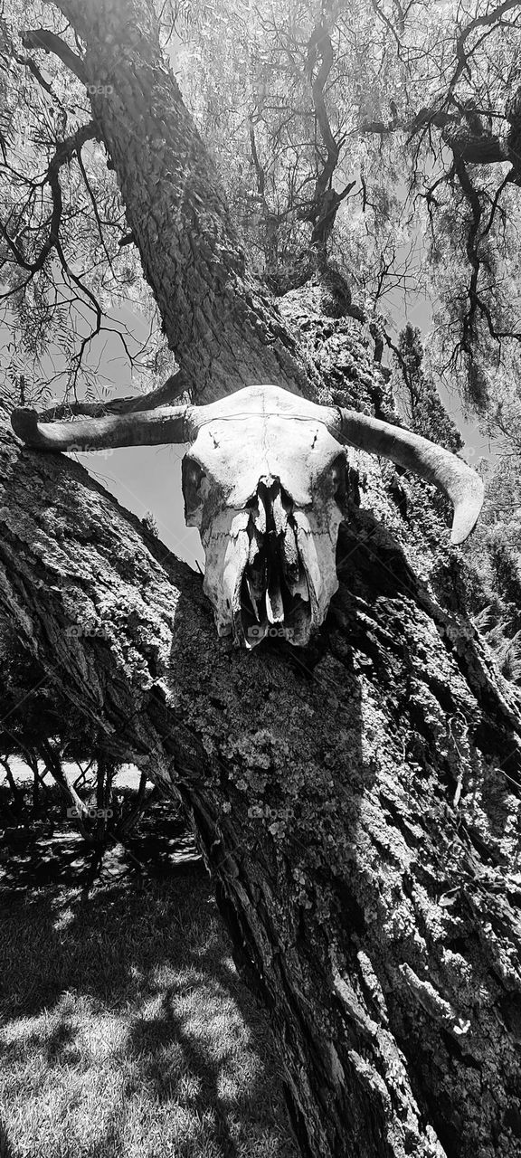 Cattle skull... Looks so creepy