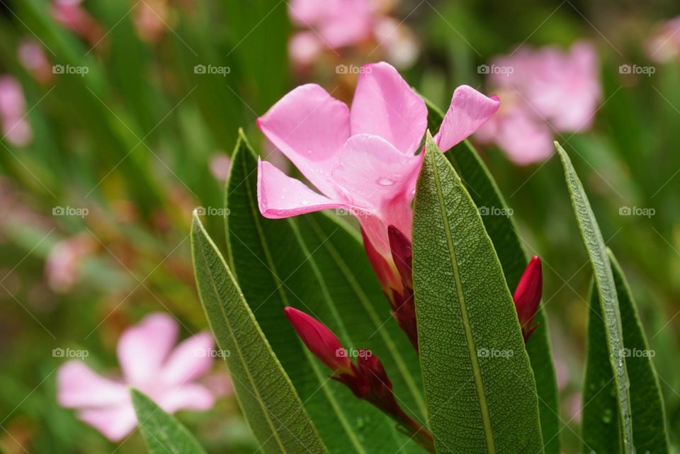 Flowers#nature