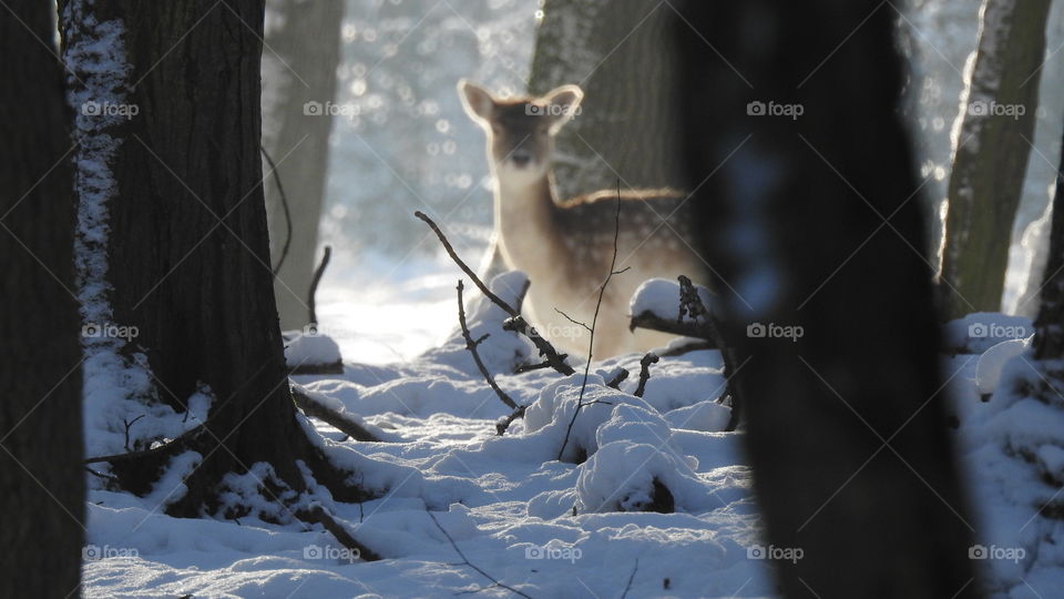 deer in winter