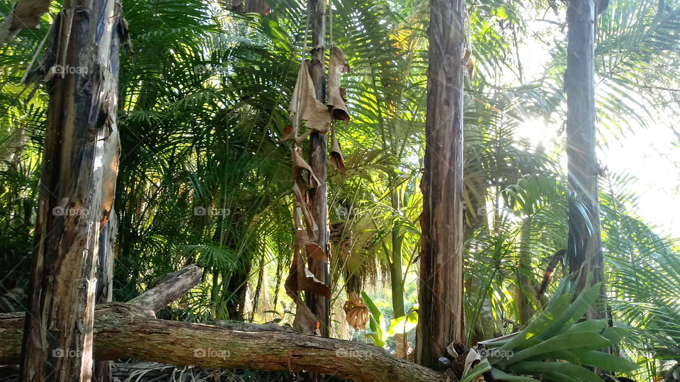 PLANT FOREST BOTANICAL ENVIRONMENT TREES