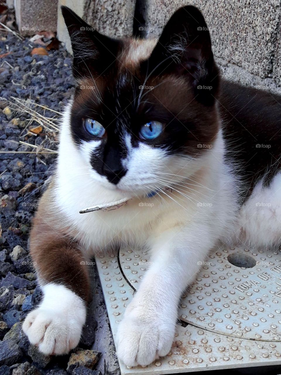 blue eyes kitty admiring a magic garden