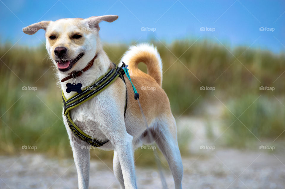 My dog Mickey on the beach in Jutland, Denmark 