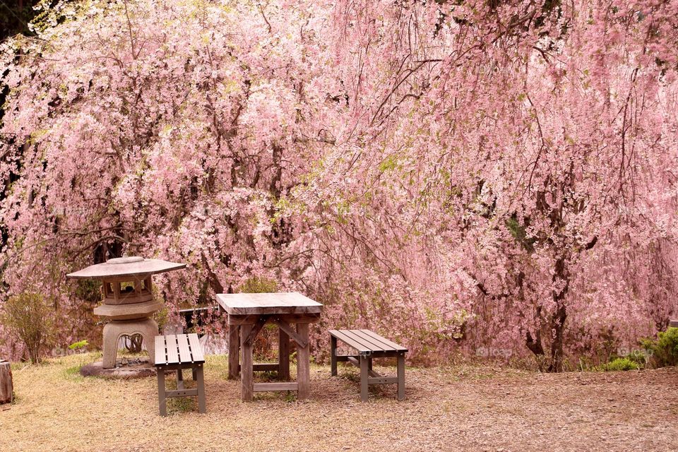Spring Japan 