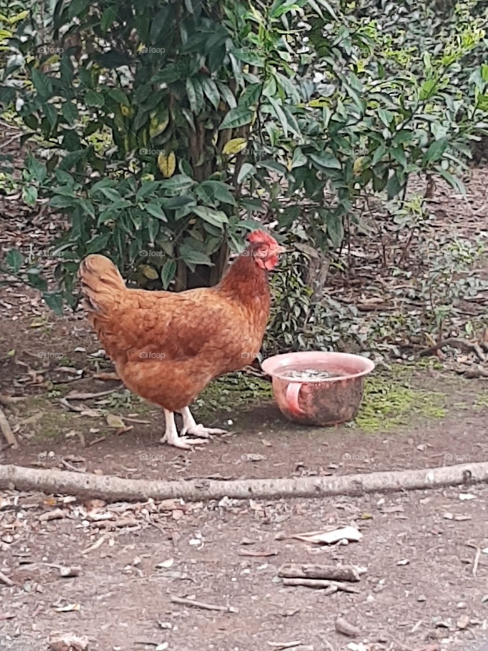 chicken drinking water