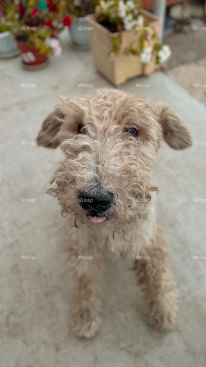 Cute Fox Terrier