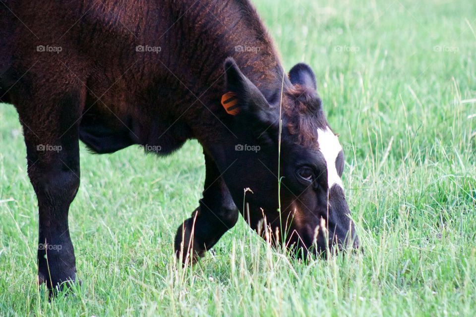 Closeup headshot of a brown steer with a white blaze grazing in a pasture