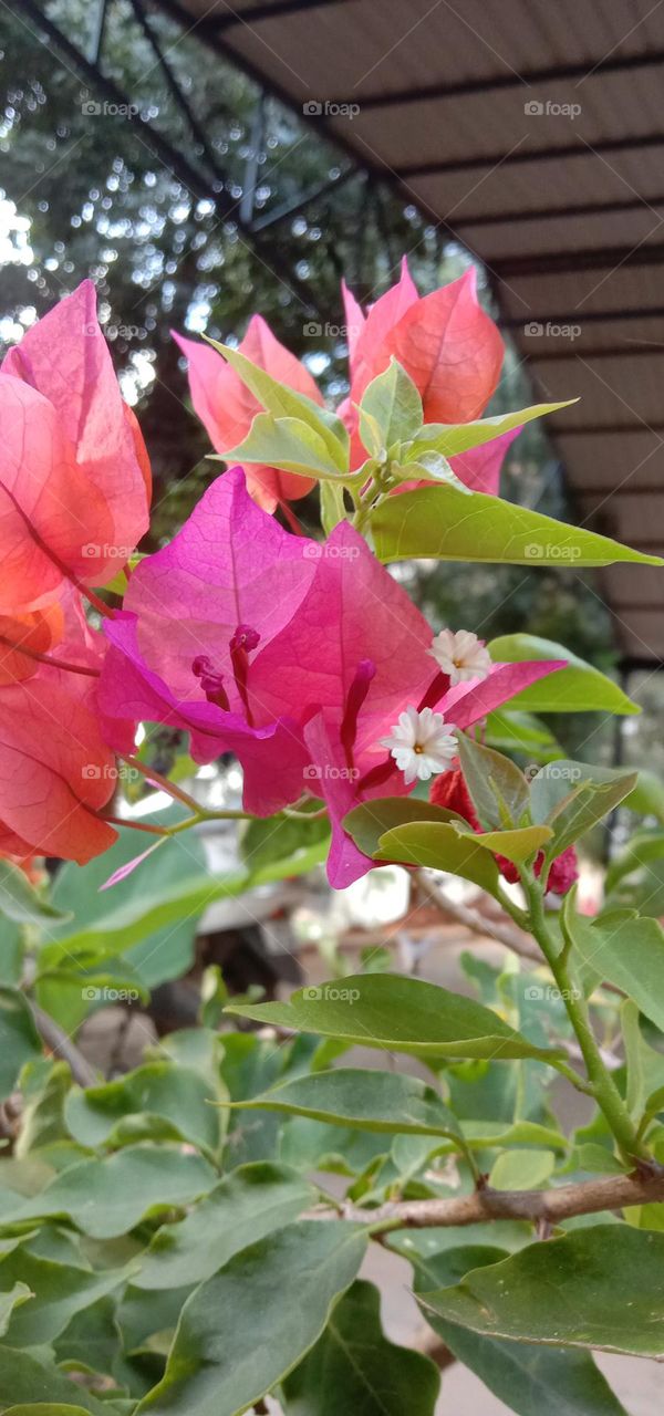 the little bloom 🌼