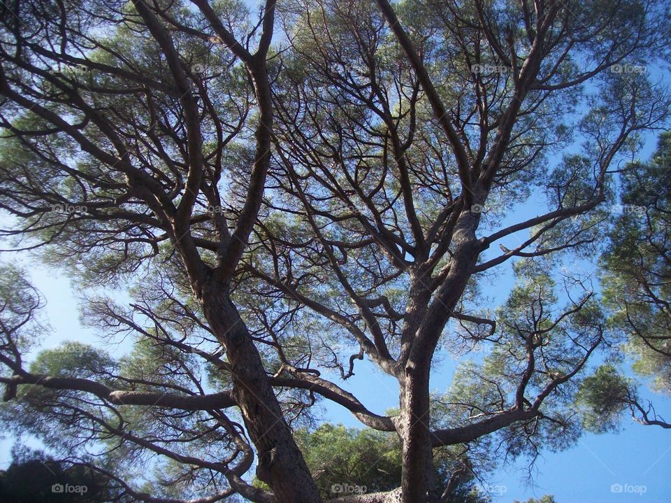 branches of pine