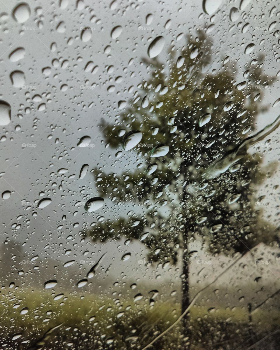 looking at a tree through a rainy window