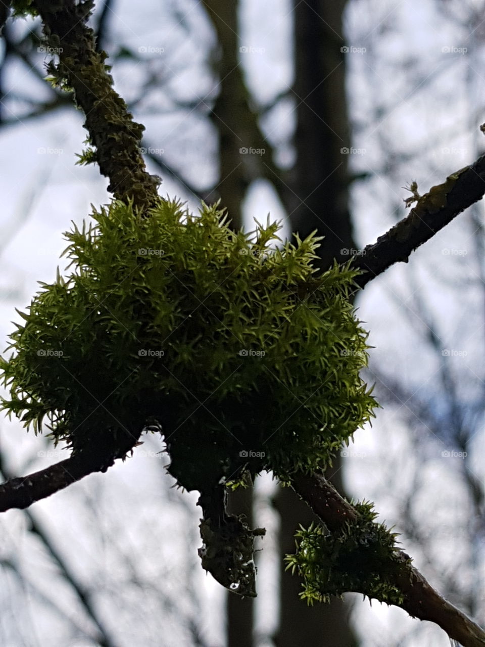 moss at tree