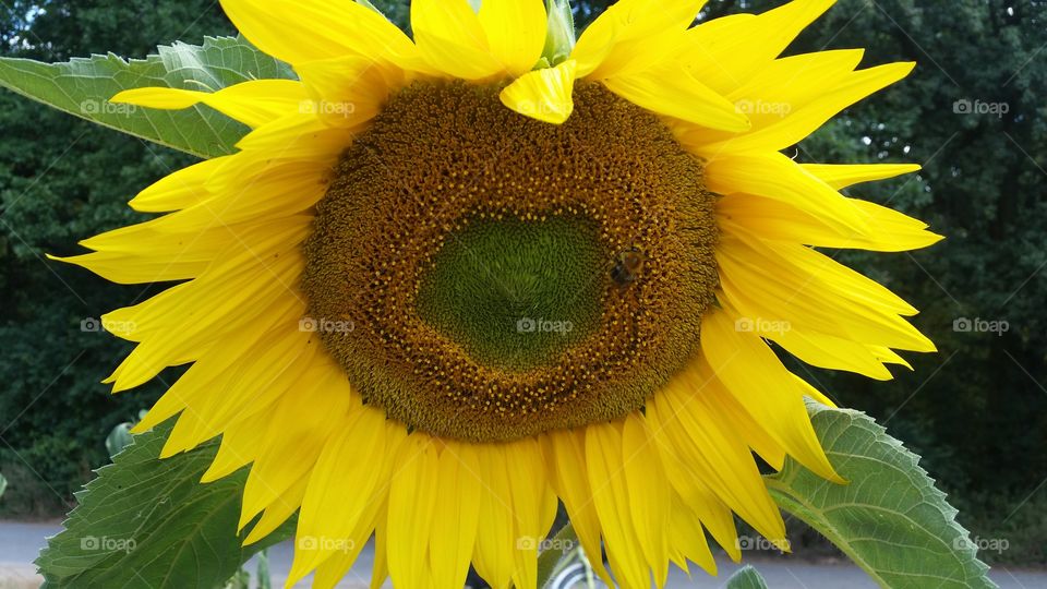 closeup to sunflower