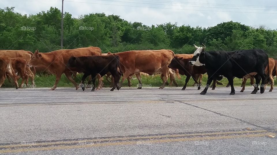 cattle drive