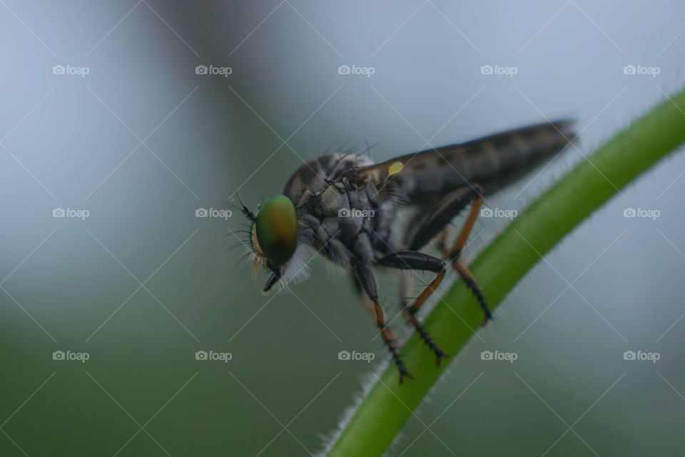 Robberfly
