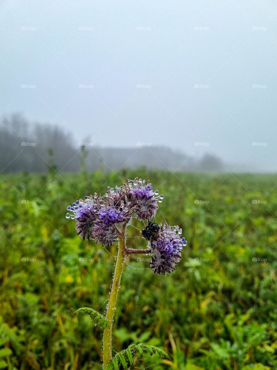 I went for a walk and there was a huge fog outside took this opportunity to take some photographs and I am really happy about this one.