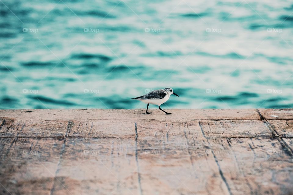 Water, Nature, No Person, Bird, Sea