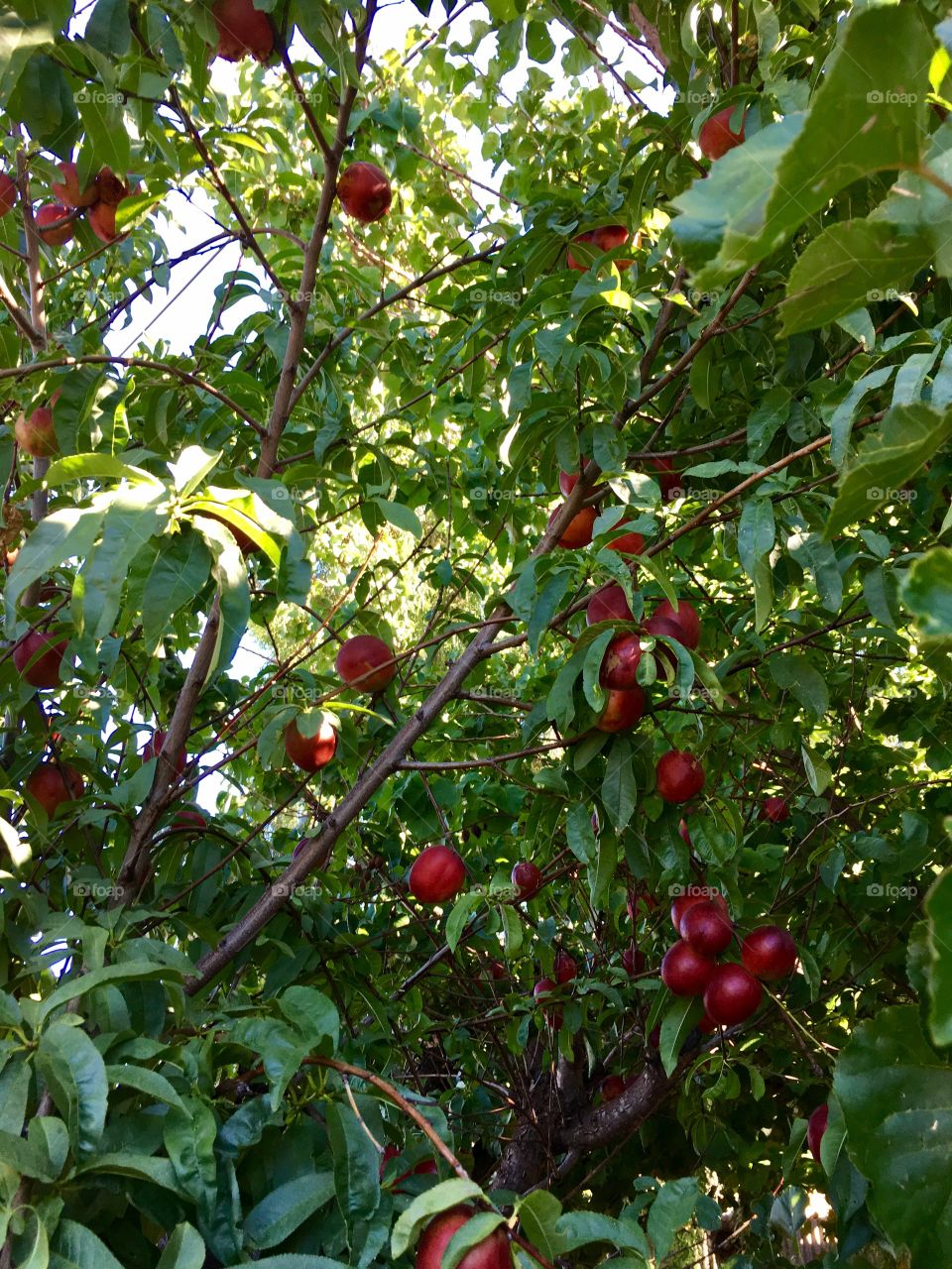 Inside view of nectarine fruit tree loaded with juicy red organic fresh rip nectarines 