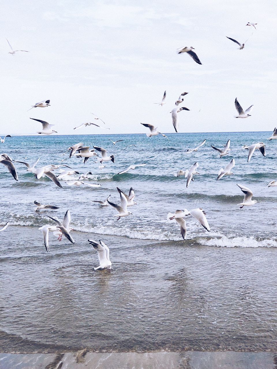 Seagulls in the ocean 