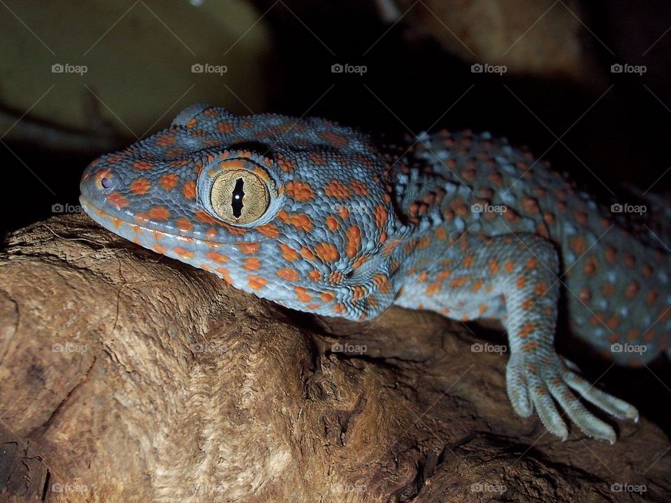 A hidden gecko