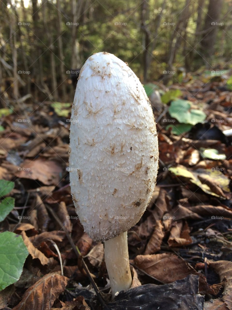 Fall Mushroom 