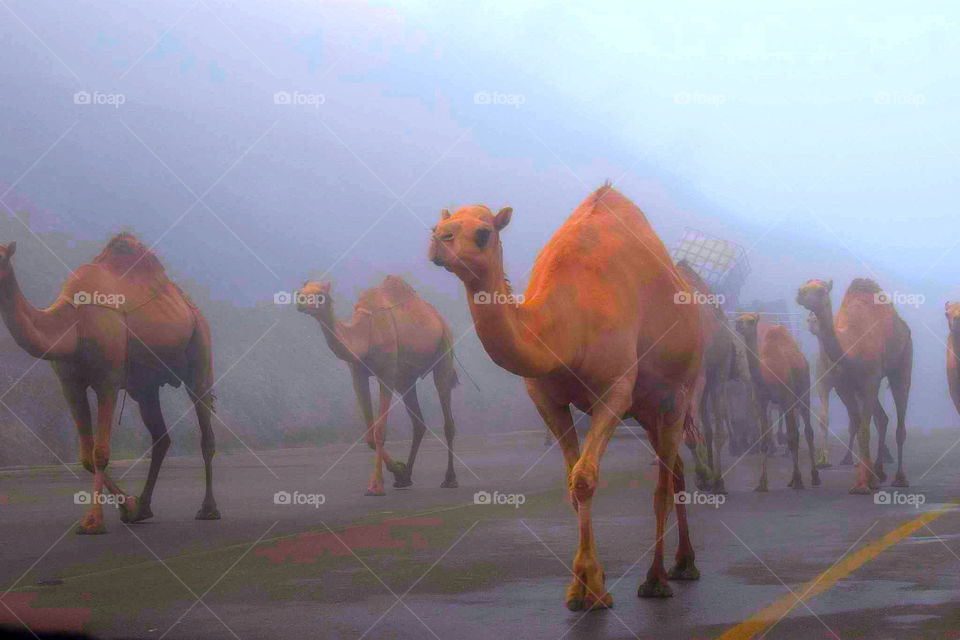 Camel race
