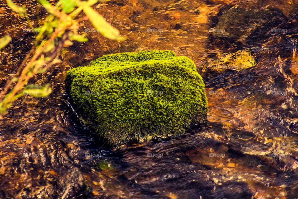 mossy rock in the water