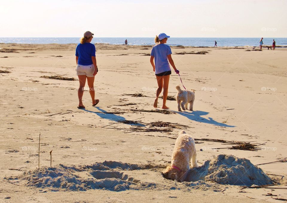 Walking the dogs on the beach. Walking the dogs on the beach