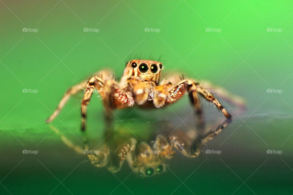 Jumping spider with his reflection.