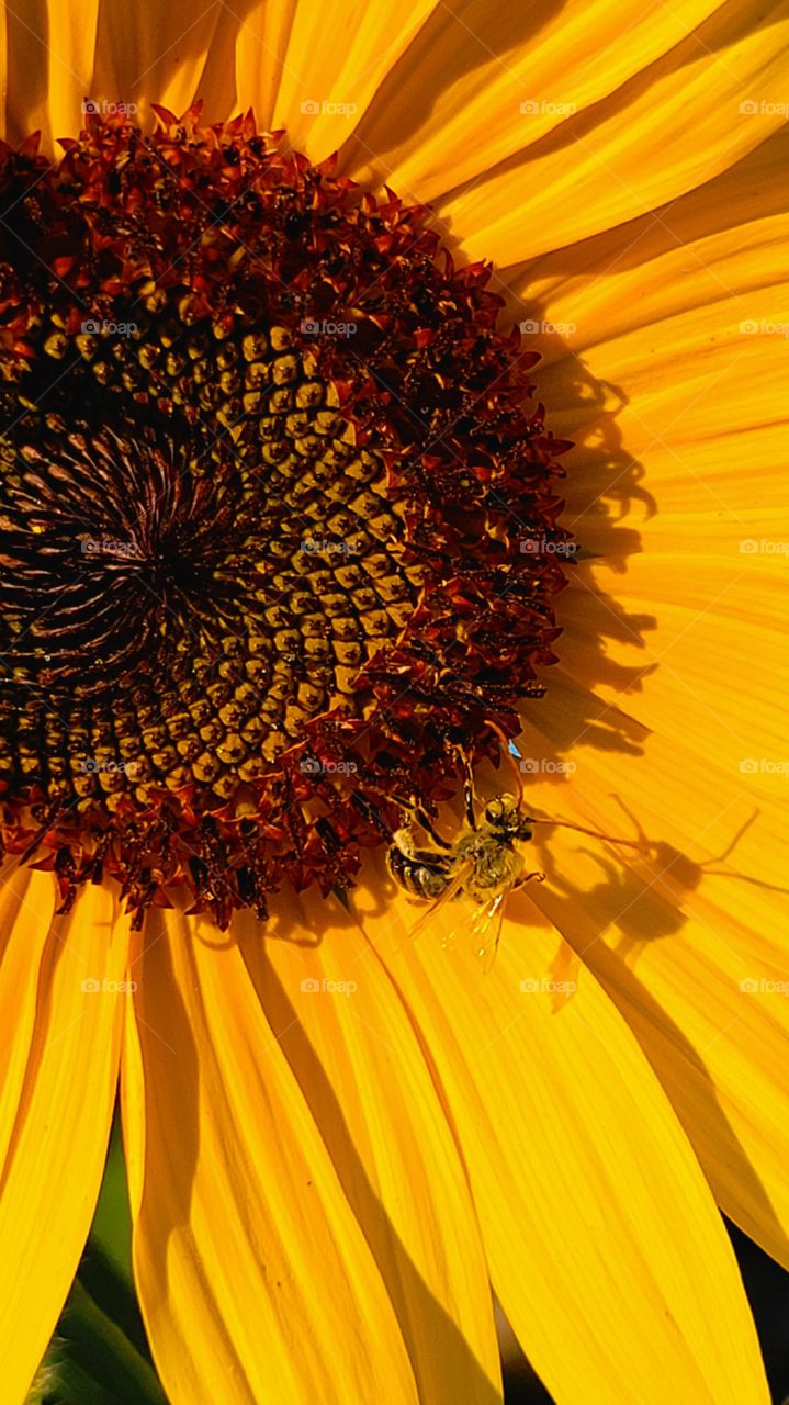 scary summer shadows